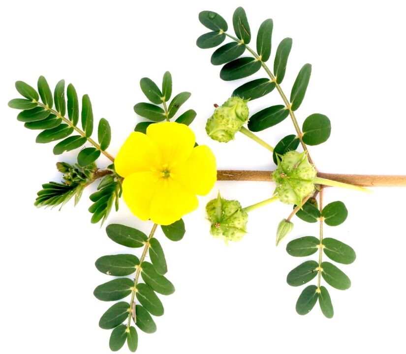 Feronex contains Tribulus Terrestris extract